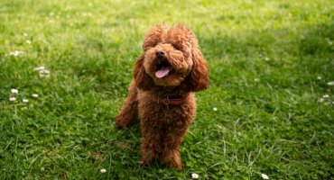 Wyższy podatek od psa