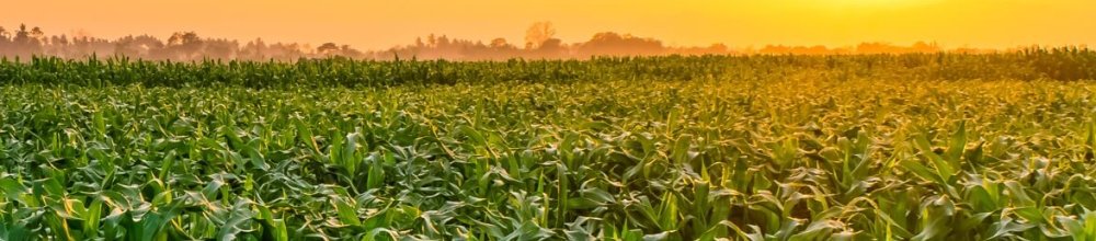 Faktury VAT RR w KSeF