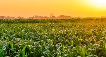 Faktury VAT RR w KSeF